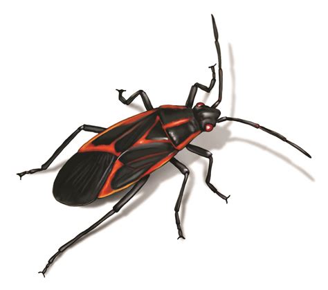Boxelder Bugs | Facts & Identification, Control & Prevention