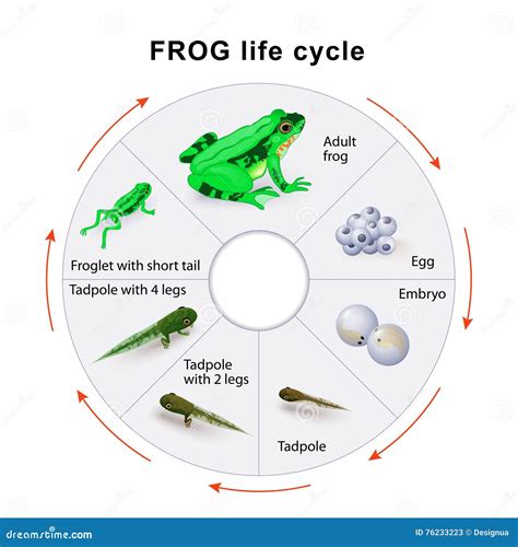 Frog Cycle 的图像结果