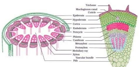 what are secretory tissues in plants? Are they permanent tissue ...