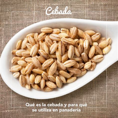 Qué es la cebada y para qué se utiliza en panadería | Arte&Sano Obrador ...