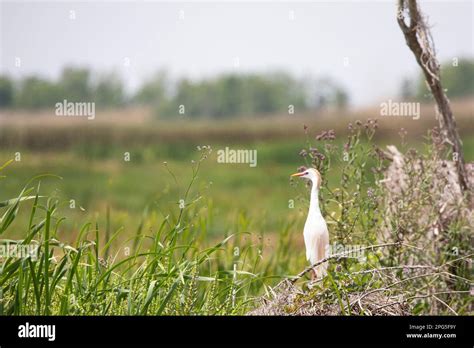 Beautiful, lone Cattle Egret stands and gazes over the wetlands of ...