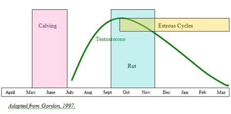 Deer Gestation Period in Days: Understanding the Timeline - The Deer ...