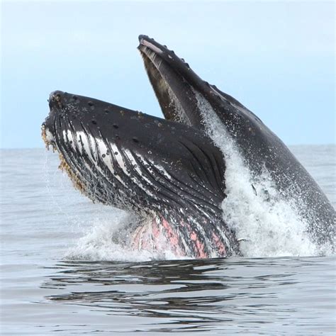 Gray Whale Teeth Post Pandemic, Learning To Trust Again From A Gray