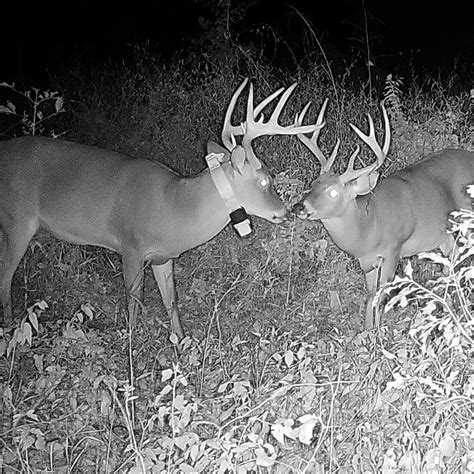 White Tailed Deer Swimming