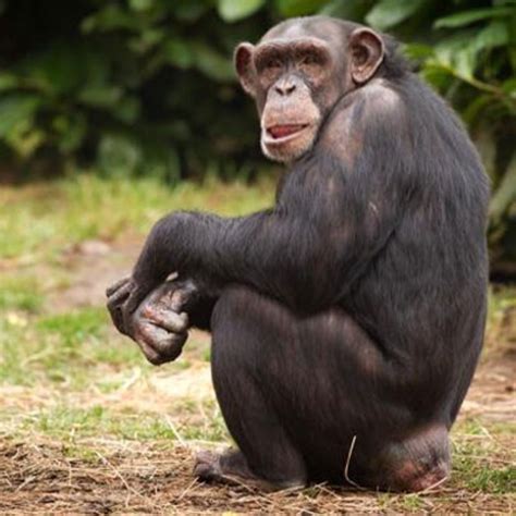 Oliver The Chimp Dies