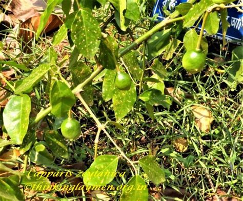 Medicinal Plant Details