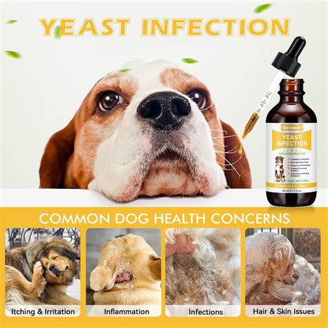 Yeast Infection Treatment for Dogs, Natural Dog Yeast Infection ...