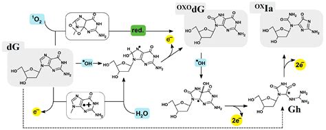 The Influence of Oxidized Imino-Allantoin in the Presence of OXOG on ...