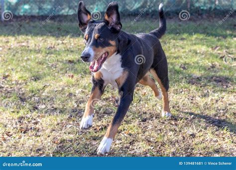 Appenzell Cattle Dog Running on the Green Grass Stock Image - Image of ...