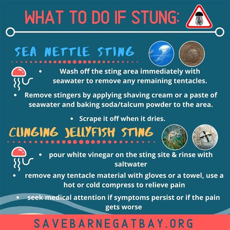 Does Baking Soda Help Jellyfish Stings at Clyde Rucker blog