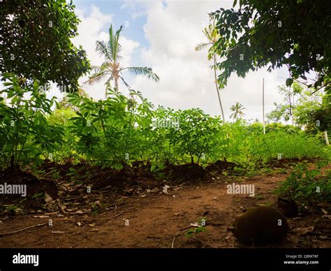 Cassava plantation on a tropical agricultural plantation in Africa. Zanzibar Tanzania Stock ...