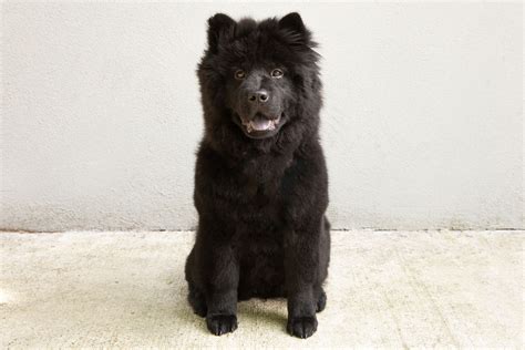 Chow Chow: Dog Breed Characteristics & Care