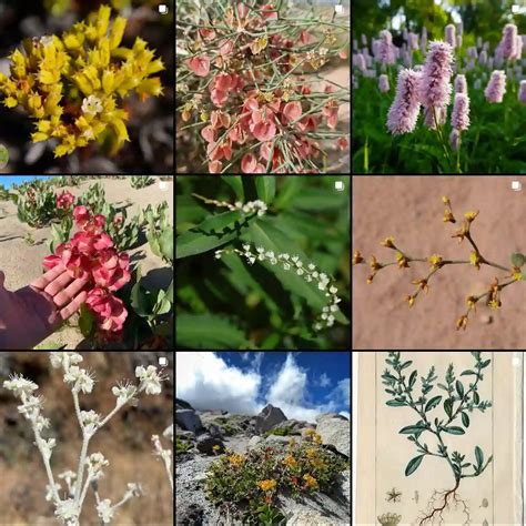 Plant Family: 57 Genera in Polygonaceae