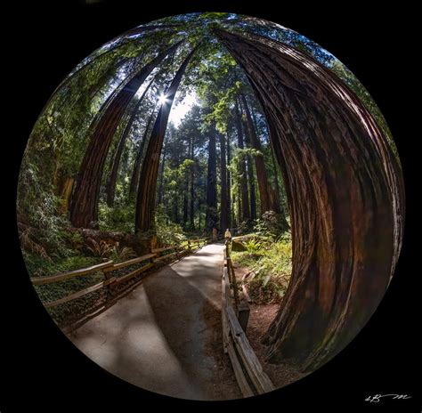 Best Trails in Muir Woods National Monument: A Guide - Travel Realizations