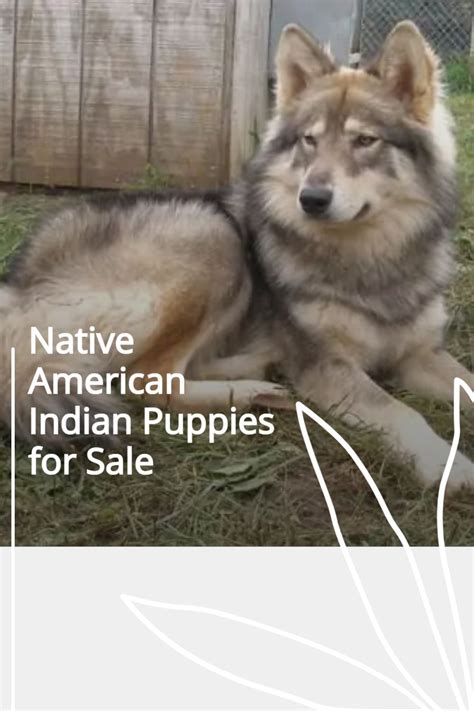 5 Steps to Get Native American Benefits