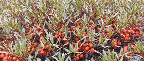 7 common Himalayan herbs you should know – Ayurhimalaya