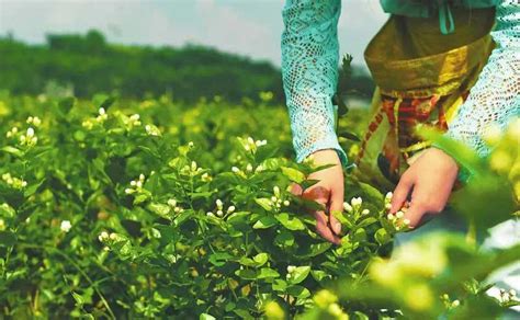 Harvesting