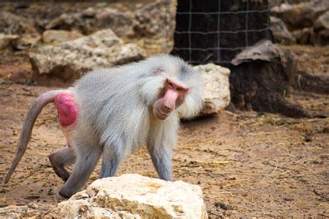 Getting Cheeky with Primates: A Look at Red and Blue Monkey Butts - A-Z ...
