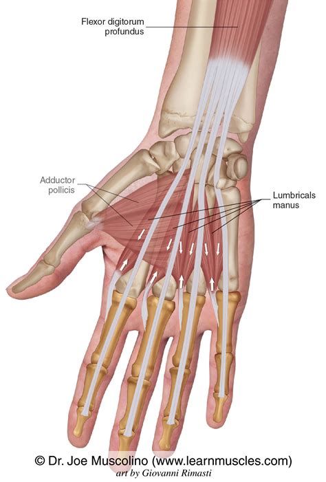 Lumbrical Lumbrical Muscles Of The Hand | Radiology Reference Article