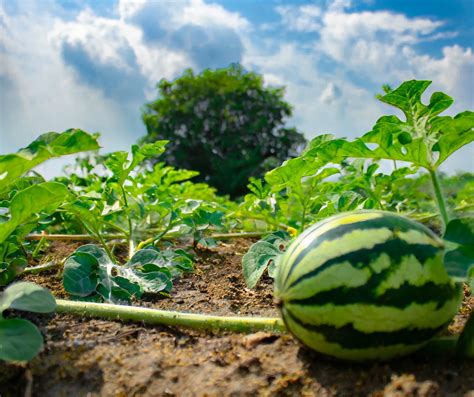 How to Grow and Care for Sugar Baby Watermelons | Plantly