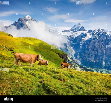 Cattle on a mountain pasture. Colorful morning view of Bernese Oberland ...