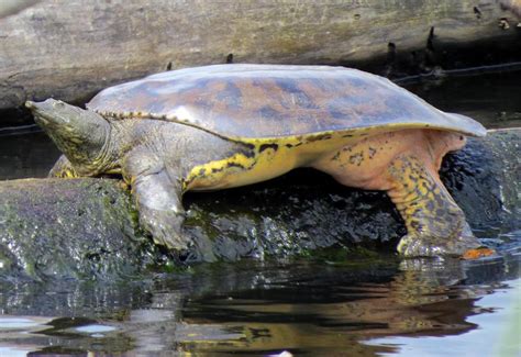 Image result for All Softshell Turtle Types