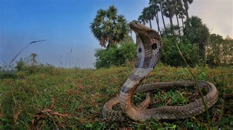 How to snake-proof your home: Guide to managing heat-induced intrusions ...