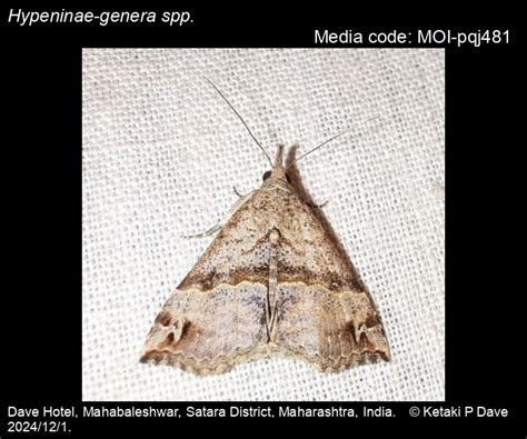 Hypeninae-genera spp. | Moths