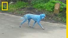 Animal With Blue Fur by Blue Dogs Spotted In India What S Causing It National Animal With Blue Fur