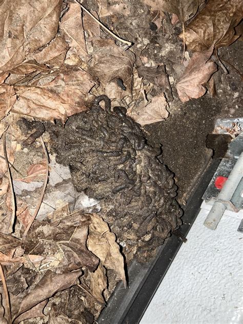 Northeastern United States. Found in my GARAGE. How concerned should I be? : r/AnimalTracking