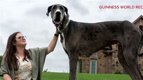 Worlds Biggest Dog