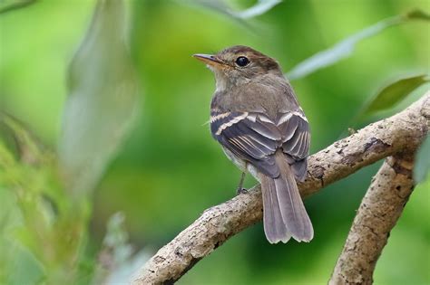 Euler's Flycatcher (Lawrence's) - eBird