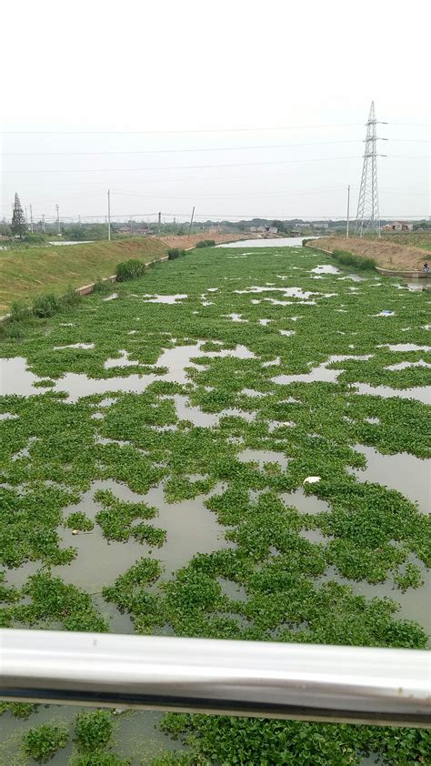 古荡街道：妙用水生植物治水 打造河道里的一抹绿——浙江在线