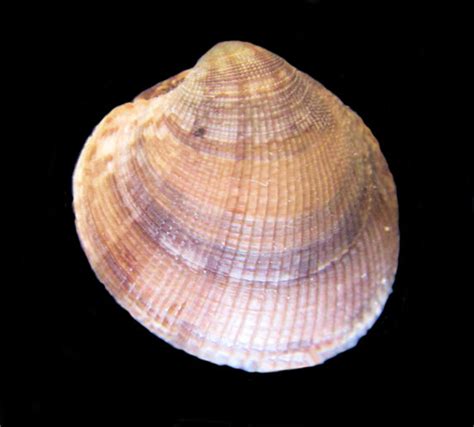 Image result for Clam with a Very Sharp Shell