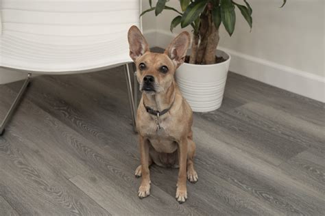 Chase Glue Down Vinyl Flooring Installation | Giant Floor & Carpeting ...