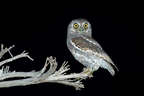 Owls in Arizona (13 Species with Pictures) - Wild Bird World