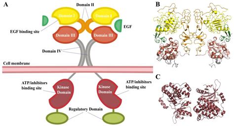 Structural Analysis of Interactions between Epidermal Growth Factor ...
