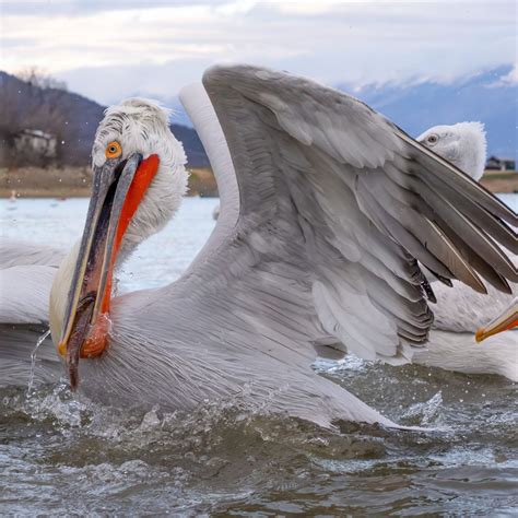 13 animals beginning with D - Discover Wildlife Animals starting with 'D'