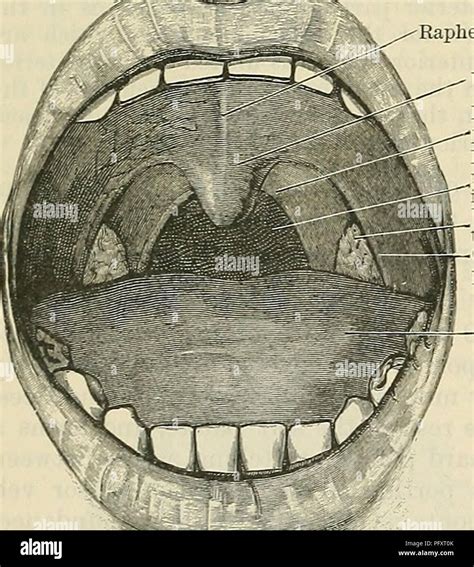 Greater palatine foramen hi-res stock photography and images - Alamy