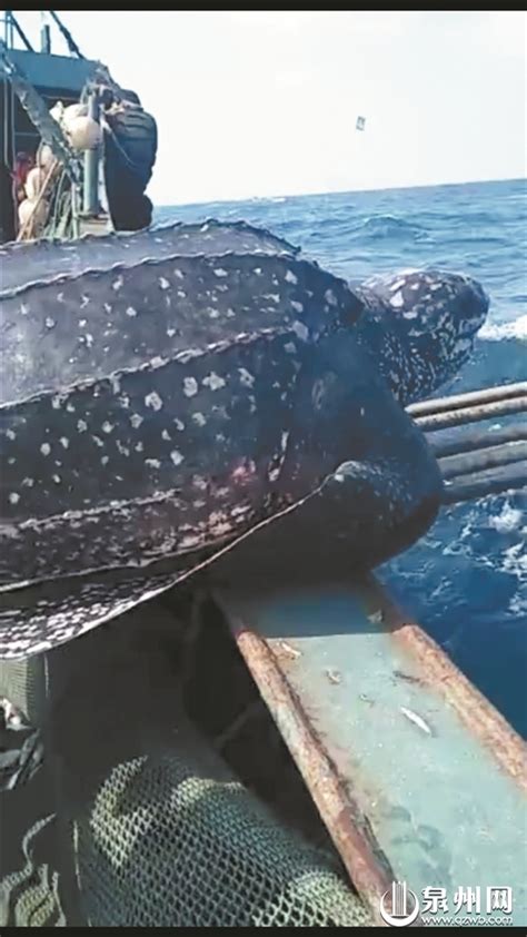 渔民误捕国家二级保护动物棱皮龟 当场放归大海 - 城事要闻 - 东南网泉州频道