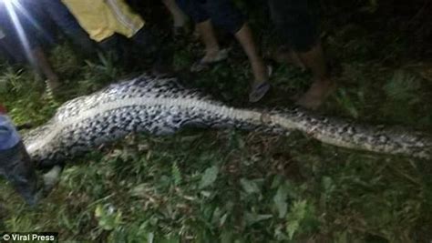 Image result for Indonesian Python 23Ft
