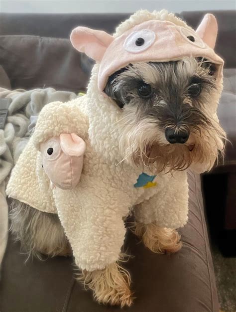 Toy Story Sheep Dog Costume, Toy Story Billy, Goat and Gruff Dog ...