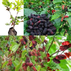 Cloud Farm Shahtoot/Mulberry Plant Price in India - Buy Cloud Farm ...