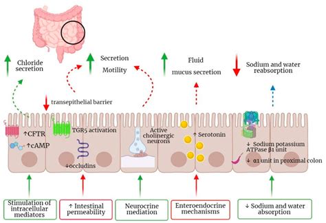 Pathophysiology and Clinical Management of Bile Acid Diarrhea