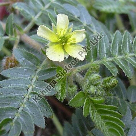 Tribulus Terrestris Extract Manufacturer, Supplier from Indore