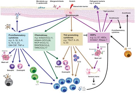 Keratinocytes In Skin