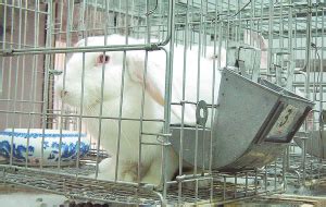 兔子老鼠住进“星级宾馆” 探秘医大动物实验室-搜狐新闻