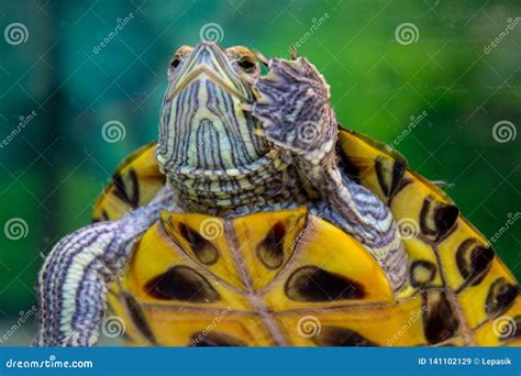 Red-eared Freshwater Turtle in the Aquarium, Waving His Foot Under ...