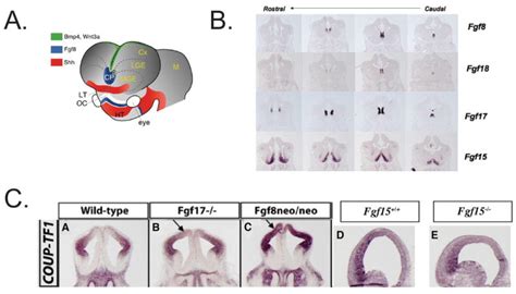 Neocortex 的图像结果