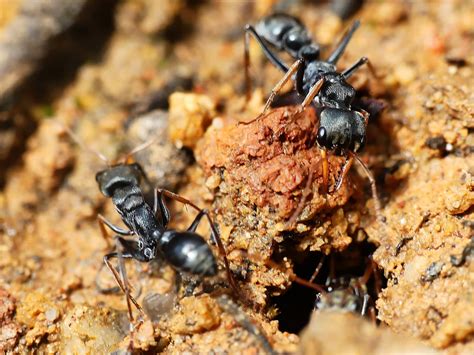 Jumping Jack Ants